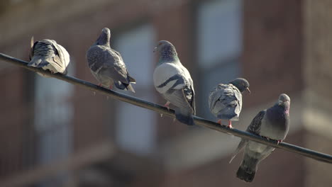 Cinco-Palomas-Se-Sientan-Juntas-Sobre-Un-Alambre