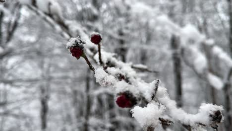 Winterschnee-Bedeckt-Die-Rote-Blüte-Des-Parrotia-Persica-Baumes-Im-Frühling,-Im-Spätwinter-Wächst-Schwerer-Schnee,-Natur,-Hyrkanische-Wälder-Im-Berghochland,-Schöner-Weißer-Schneeschauer-Im-Wald