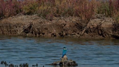 Von-Hinten-Gesehen,-Mit-Blick-Auf-Die-Seiten-Nach-Krabben-Zum-Fressen-Ausschau-Haltend,-Halsband-Eisvogel-Todiramphus-Chloris,-Thailand