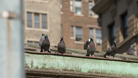 Pigeons-Sit-on-Roof-Ledge-in-the-Sun