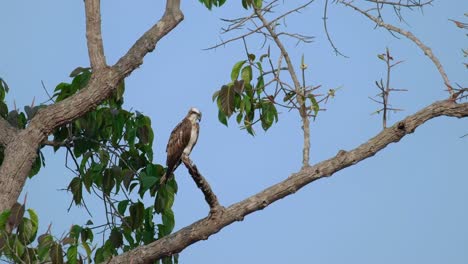 Die-Kamera-Zoomt-Heraus,-Während-Dieser-Vogel-Thront-Und-Nach-Unten-Schaut,-Um-Im-Wasser-Einen-Fisch-Zu-Fangen,-Fischadler-Pandion-Haliaetus,-Thailand