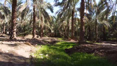 Leckerer-Süßer-Dattelpalmenbaum-In-Palmenhainen-Im-Nahen-Osten,-Arabisches-Tropisches-Trockenes-Klima,-Das-Landwirtschaftliche-Produkt-Wird-In-Die-Welt-Exportiert,-Früchte-Voller-Energie,-Köstliche-Nahrhafte-Und-Gesunde-Früchte-Im-Iran