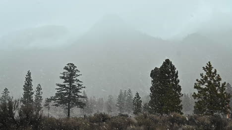 Un-Velo-Nevado:-El-Bosque-Encantado-De-Invierno