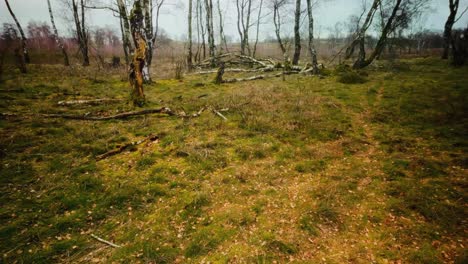 Dry-dead-and-bare-birch-trees-in-winter-heathland-landscape-POV-dolly-in