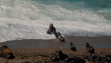 Crashing-Waves-Onto-Shore-With-Mother-And-Baby-Sea-Lions-In-Peninsula-Valdes,-Patagonia,-Argentina