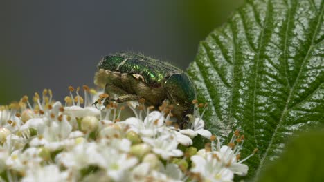 Goldschmiedekäfer-Oder-Grüner-Rosenkäfer-Sammelt-Pollen-In-Blüte