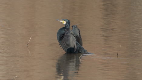 Black-Great-Cormorant-Bird,-Phalacrocorax-carbo-drying-wings-at-Leighton-Moss,-UK