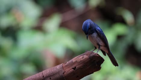 Camera-zooms-out-slidding-to-the-right-while-it-looks-around,-Hainan-Blue-Flycatcher-Cyornis-hainanus,-Male,-Thailand