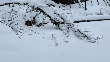 Schneefall-Im-Wald,-Abgebrochener-Baum-Im-Ländlichen-Dorf,-Auf-Dem-Land,-Starker-Schneefall-In-Der-Stadt,-Berghochland,-Wandern-Im-Winter,-Schnee,-Hyrkanische-Wälder,-Natürliche-Landschaft,-Wunderbare-Malerische-Winterlandschaft-Im-Nahen-Osten