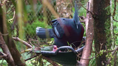 Male-jambu-fruit-dove,-ptilinopus-jambu-roosting-in-the-nest-of-a-Victoria-crowned-pigeon,-Victoria-crowned-pigeon-raising-its-wing-attempting-to-dispel-the-little-home-intruder,-close-up-shot