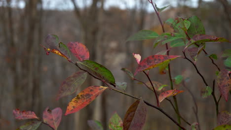 Kleine-Sweetspire-Blätter-Wiegen-Sich-In-Zeitlupe-Im-Herbstwind
