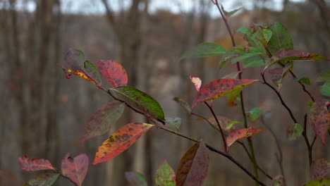 Little-Sweetspire-Leaves-Swaying-in-Slow-Motion-Autumn-Breeze