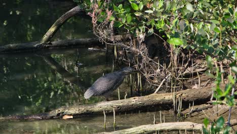 Looking-deep-inside-the-mangrove-forest-while-standing-on-a-fallen-rotting-log,-Striated-Heron-Butorides-striata,-Thailand
