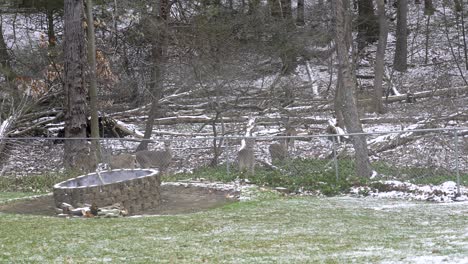 Weißwedelhirsch-Sitzt-In-Der-Nähe-Des-Waldes-In-Michigan