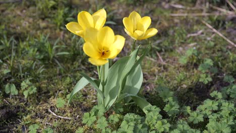 Vibrantes-Tulipanes-Amarillos-Floreciendo-Bajo-La-Luz-Del-Sol-De-Primavera