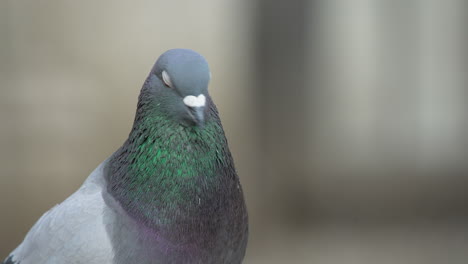 Close-up-of-Vibrant-Colored-Pigeon-Looking-Around