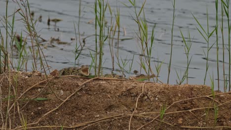 Krokodilbaby,-Das-Man-Sieht,-Wie-Es-Sein-Maul-In-Richtung-Der-Kamera-öffnet,-Siamkrokodil-Crocodylus-Siamensis,-Vom-Aussterben-Bedroht,-Jungtiere,-Thailand