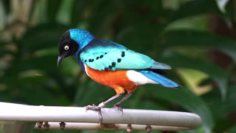 Superb-starling,-lamprotornis-superbus-with-striking-plumage-perched-on-the-edge-of-bowl-feeder,-feeding-on-food-in-the-wildlife-enclosure,-spread-its-wings-and-fly-away,-close-up-shot