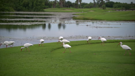 Slow-motion-of-a-flock-of-white-ibis-birds-feeding-from-the-grass-walking-near-a-pond