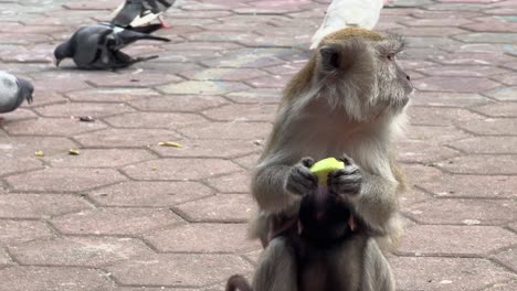 Affenprimaten-Essen-Mangofrüchte-Aus-Nächster-Nähe-In-Den-Batu-Höhlen-Von-Kuala-Lumpur,-Malaysia
