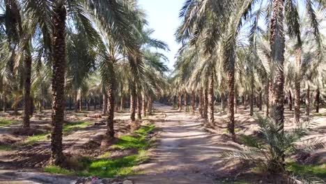 Paisaje-Panorámico-Amplio-Aéreo-De-La-Ranura-De-La-Palmera-Datilera-Sobrevuela-El-Jardín-De-Palmeras-En-La-Temporada-De-Cosecha-De-Verano-Huerto-De-Frutas-De-La-Palmera-Datilera-Hojas-Verdes-árbol-Alto-Simétrico-Fruta-Deliciosa-Y-Nutritiva-Agricultura-De-Irán