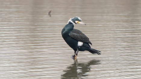 Great-Cormorant--Bird-Preen-Feathers-at-Pond