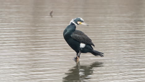 Gran-Cormorán-Pájaro-Acicalarse-Las-Plumas-En-El-Estanque