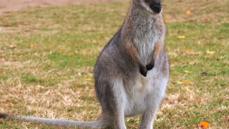 Red-Kangaroo-standing-alert-in-field,-facing-camera,-rising-pedestal-shot