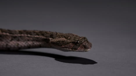 Puff-Adder-dangerous-snake-moving-head-low-to-the-floor