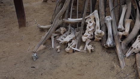 A-pile-of-weathered-bones-and-skulls-in-arid-terrain