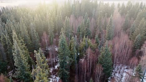 Drone-slowly-passing-over-a-wintery-forest-as-the-sun-sets