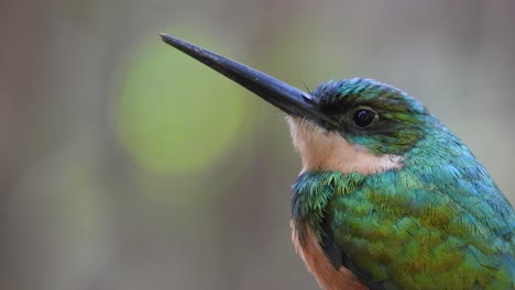 Extreme-Nahaufnahme-Von-Jacamars-Gesicht-Im-Südamerikanischen-Regenwald