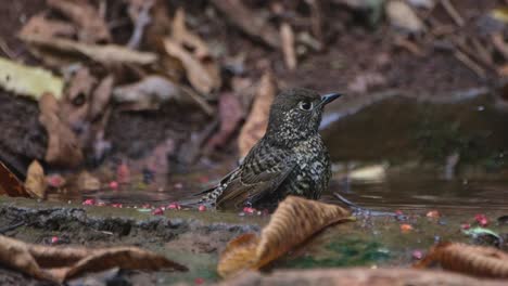 Sacudiendo-Sus-Plumas-En-El-Agua-Para-Limpiarse-Mientras-Mira-Hacia-La-Derecha-Mientras-La-Cámara-Se-Aleja,-Zorzal-De-Garganta-Blanca-Monticola-Gularis,-Tailandia