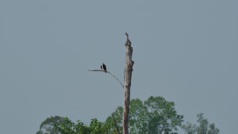 Seen-from-a-distant-tree-perched-on-a-branch-preening,-Osprey-Pandion-haliaetus,-Thailand