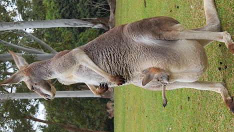 Vertical-video-of-Red-Kangaroo-with-joey-in-pouch-standing-upright,-Australia-farm