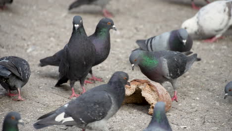 Pigeon-Pecks-at-Loaf-of-Bread-on-New-York-City-Sidewalk