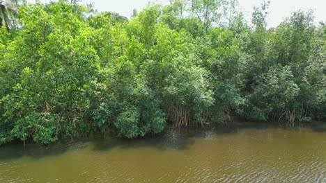 Aerial-view-from-estuary-of-the-river-Malanza,-south-of-the-island-of-São-Tomé,-is-the-largest-reserve-of-mangroves-of-the-archipelago