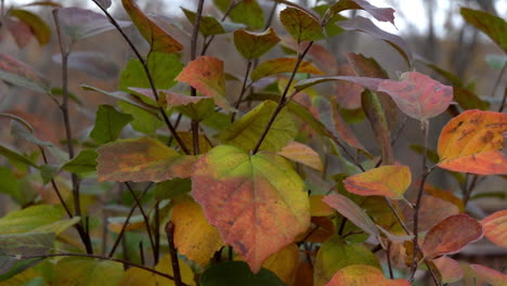 Blue-Muffin-Viburnum-Leaves-Swaying-in-Slow-Motion-Autumn-Breeze