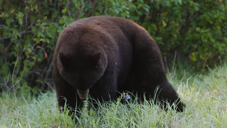 Ein-Schwarzbär-Ist-Zu-Sehen,-Wie-Er-Auf-Einer-Sonnenbeschienenen-Grünen-Wiese,-Umgeben-Von-Dichtem-Waldlaub,-Lässig-Nach-Nahrung-Sucht