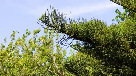 A-fixed-close-up-shot-of-pine-tree-branches-gently-swaying-in-the-wind-on-a-day-with-a-blue-sky-and-some-clouds-in-the-background