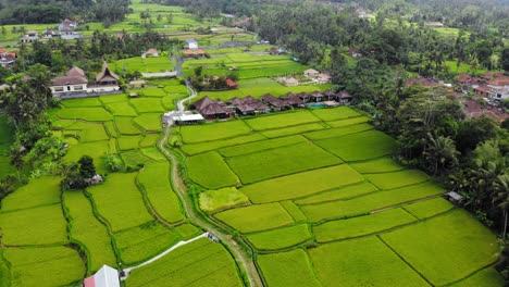 üppig-Grüne-Indonesische-Reisterrassen-Mit-Traditionellen-Balinesischen-Hütten