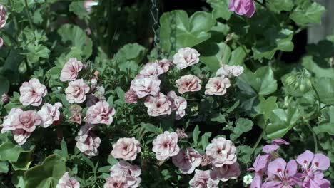 Blühende-Rosa-Petunien-In-Einem-Lebendigen-Garten-Hängekorb