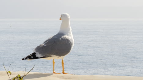 Seagull-on-ground-looking-at-coastal-landscape-on-sunny-day