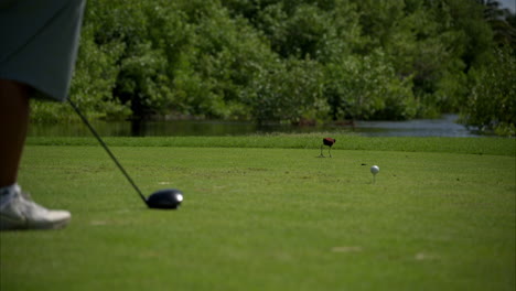 Northern-jacana-bird-walking-and-searching-the-grass-for-food-at-a-golf-course-with-a-player-waiting-to-hit-the-ball