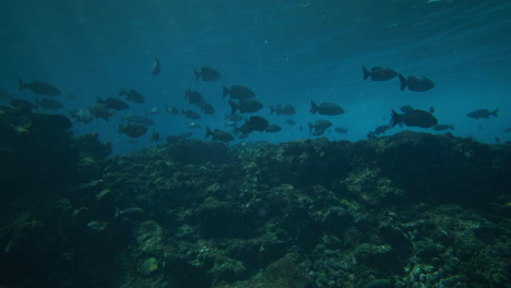 Vibrant-underwater-ecosystem-of-dark-fish-swimming-above-mounding-coral-reef-in-clear-water