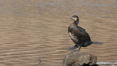 Junger-Kormoran,-Der-In-Zeitlupe-Am-Teich-Kot-Absetzt-Und-Federn-Putzt