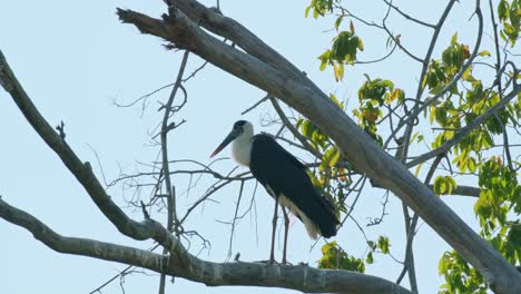 Camera-zooms-in-a-s-this-bird-is-perched-on-a-branch-of-a-high-tree-during-a-windy-afternoon,-Asian-Woolly-necked-Stork-Ciconia-episcopus,-Near-Threatened,-Thailand