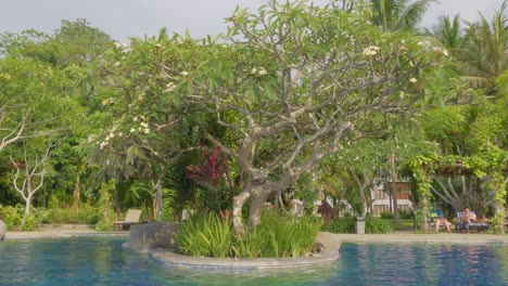 Trees-in-pool-In-Bintang-Flores-Hotel,-Labuan-Bajo,-Indonesia