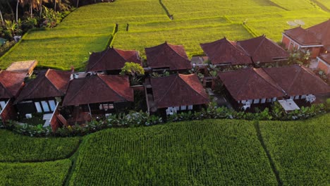 Lush-Green-Rice-Fields-And-Kayangan-Villas-and-traditional-Balinese-huts-in-Ubud-In-Bali,-Indonesia---Drone-orbit-Shot-during-golden-hour