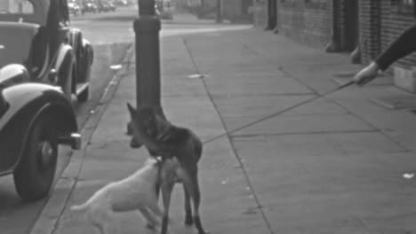 Wire-Fox-Terrier-Dog-Plays-on-City-Sidewalk-During-a-Walk-in-the-Neighborhood